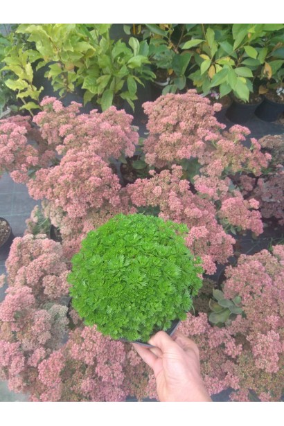 Ломикамінь Арендса - 3л/вис.5-10см/Ø15-20см